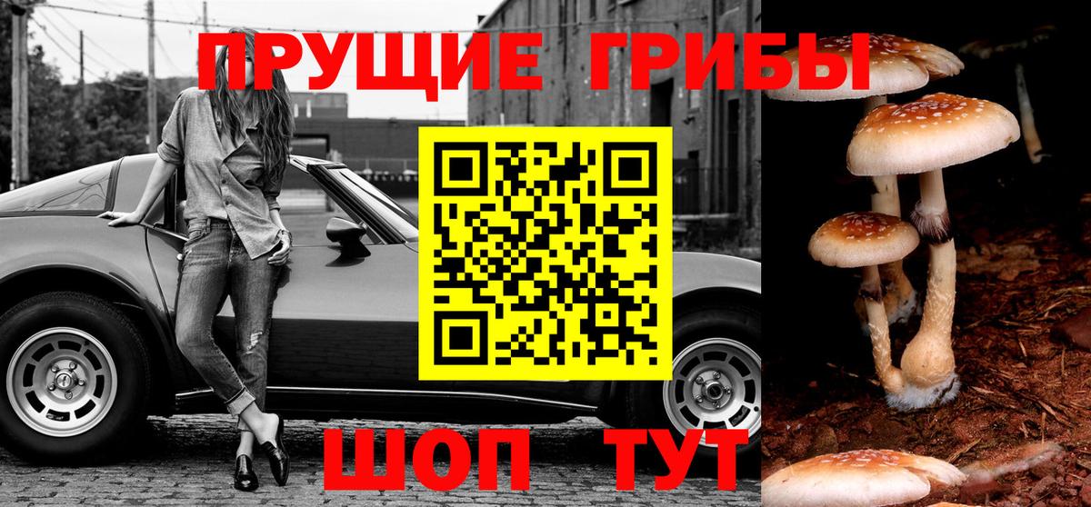Псилоцибиновые грибы Cubensis  Вход с VPN  Псилоцибиновые грибы Psilocybe  Новозыбков 